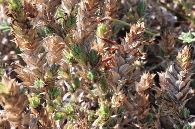 Pianta a cuscinetto - Crucianella maritima